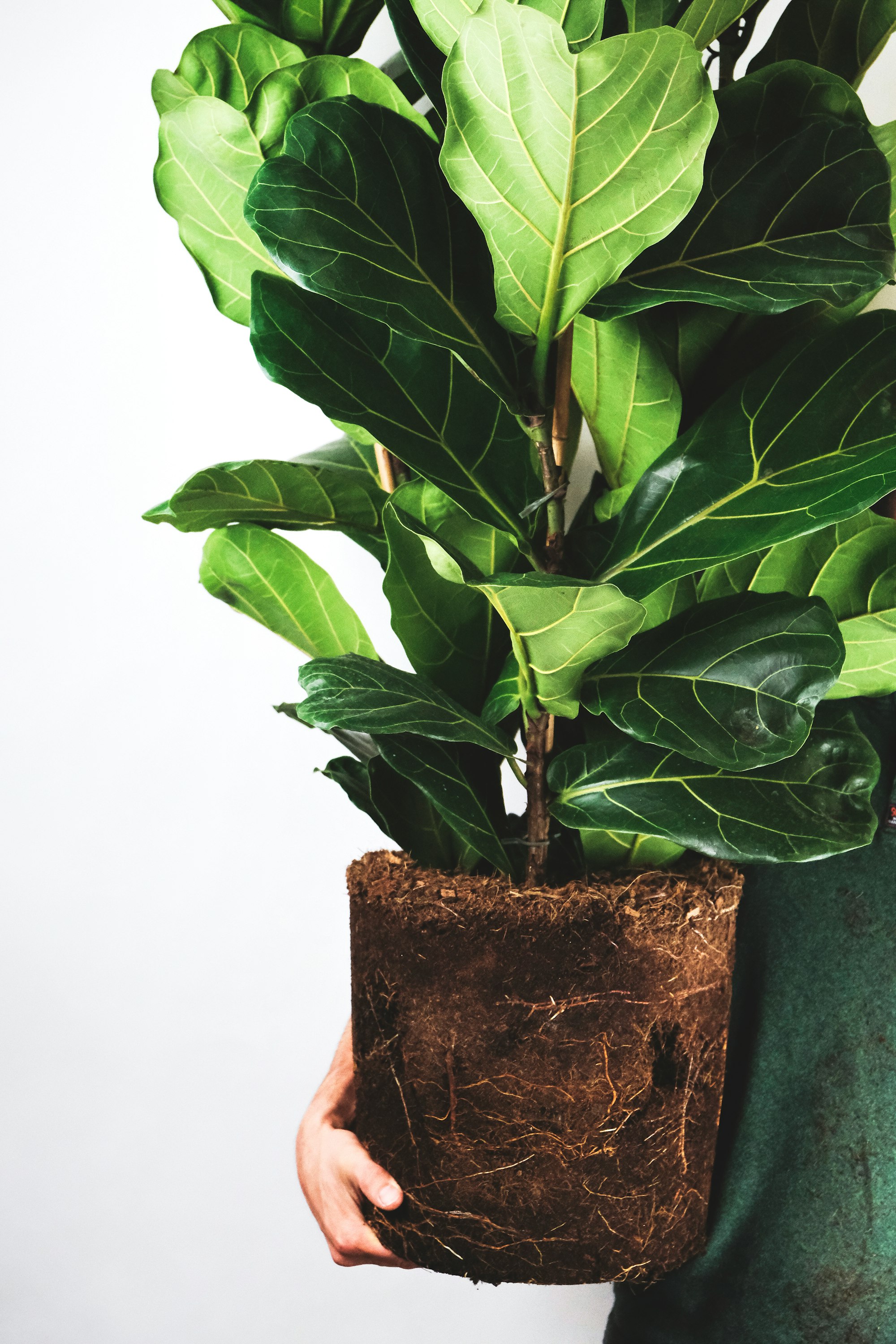 Troubleshooting Fiddle Leaf Fig Problems
