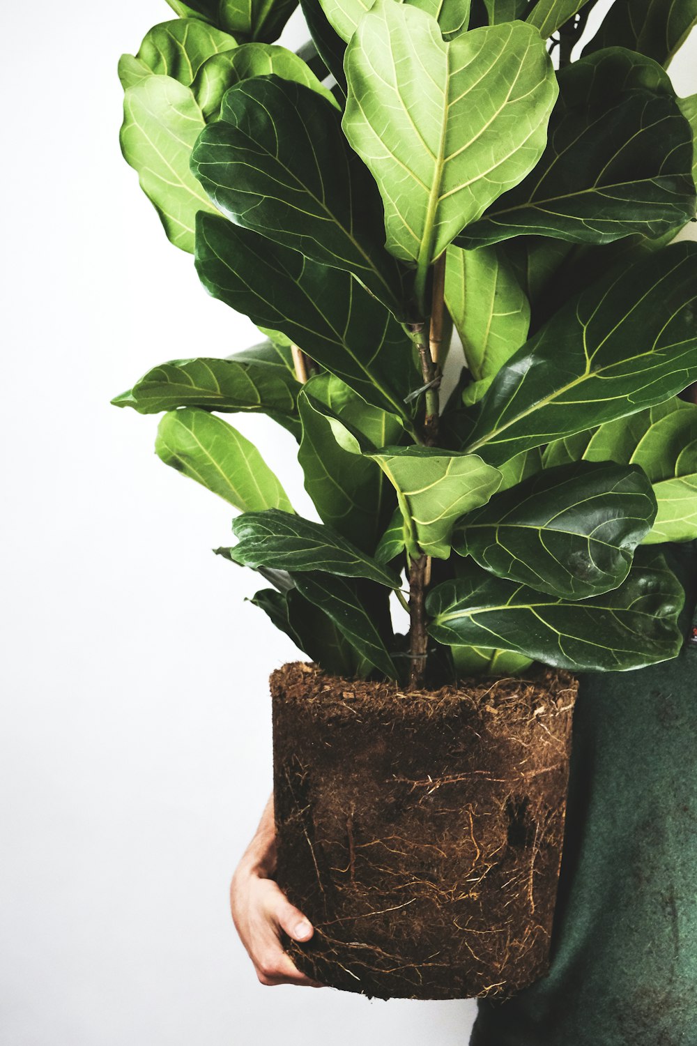 茶色の土鍋に緑の植物