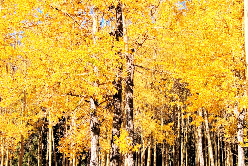 yellow leaf trees during daytime