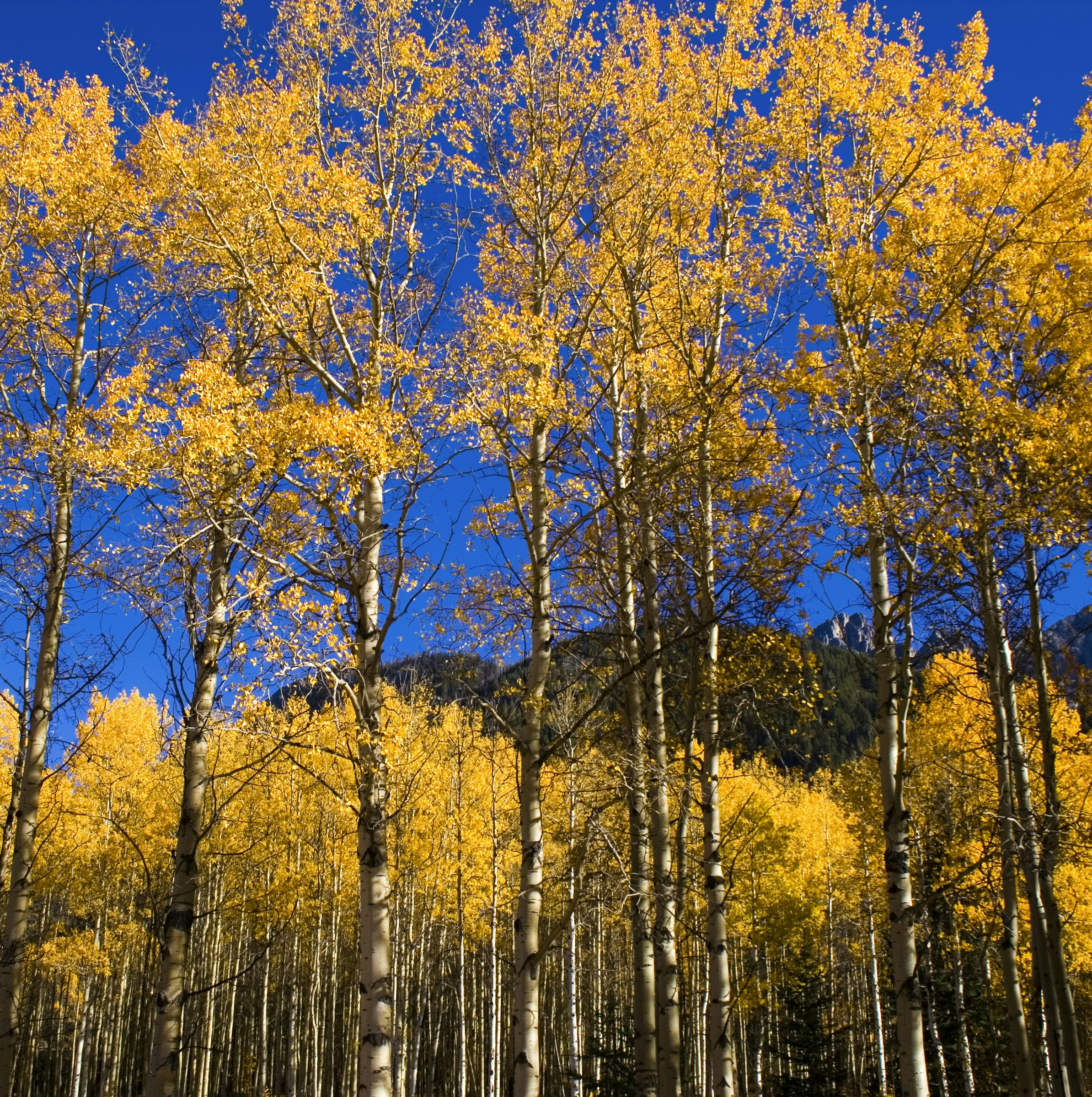 Photo by bakerbongos