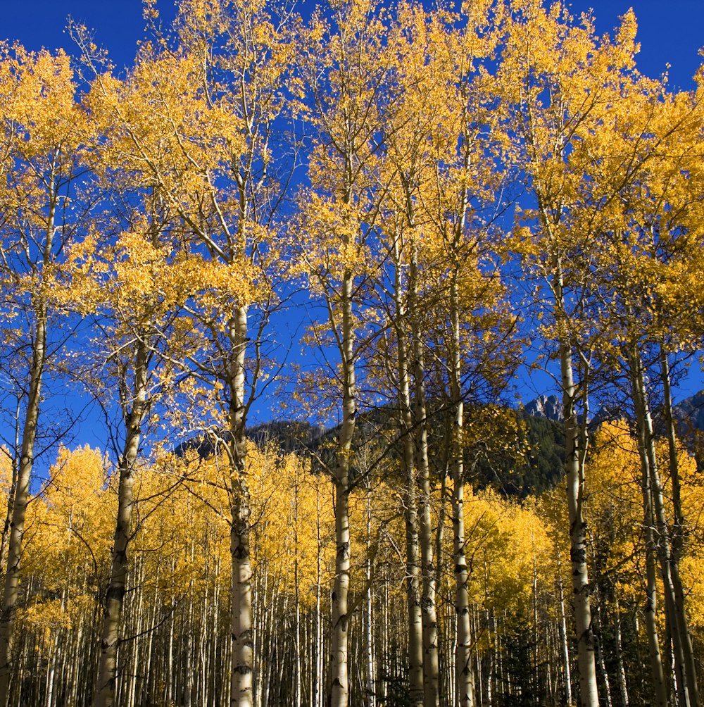 yellow leaf trees during daytime