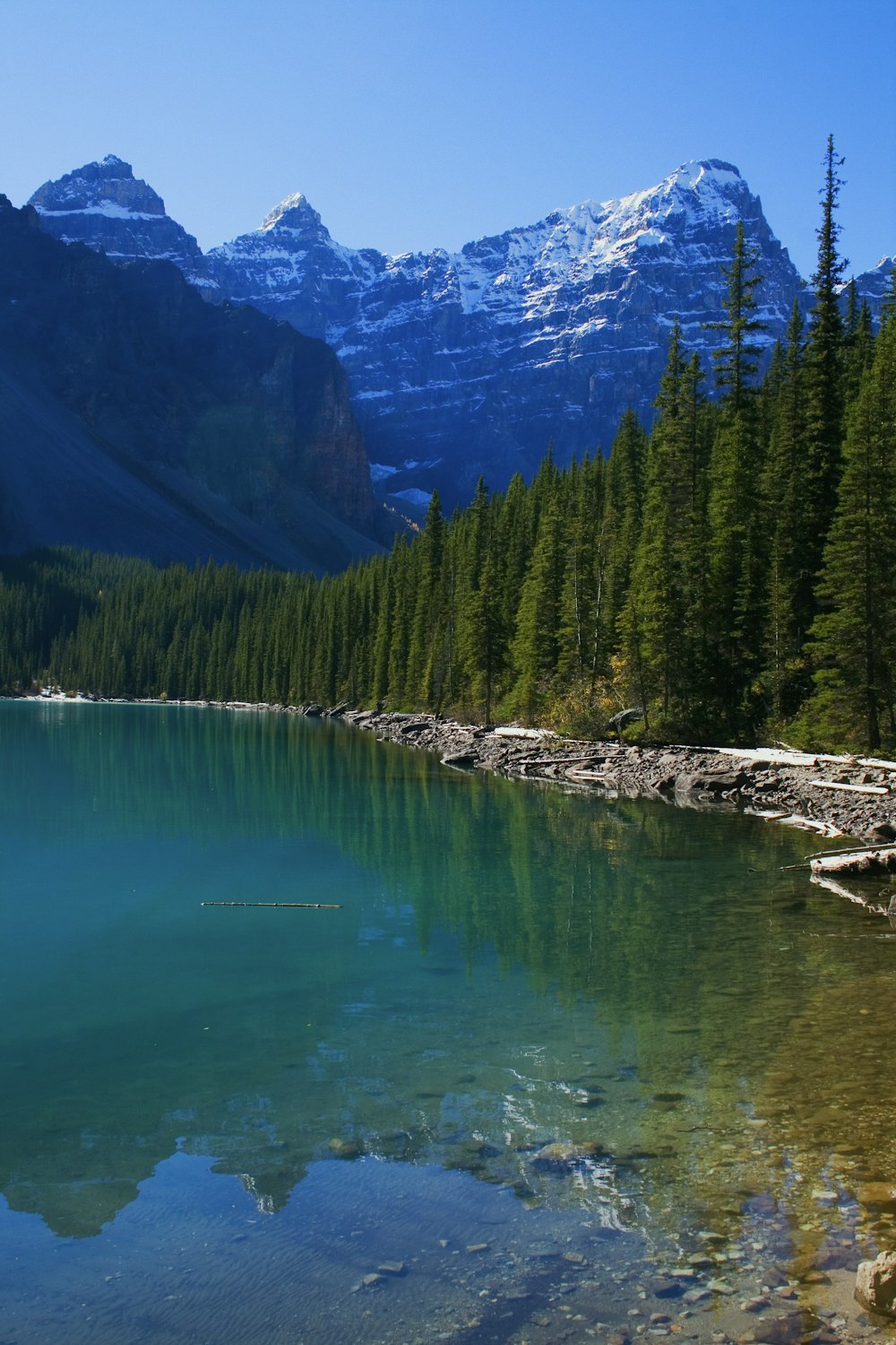 green pine trees beside lake during daytime