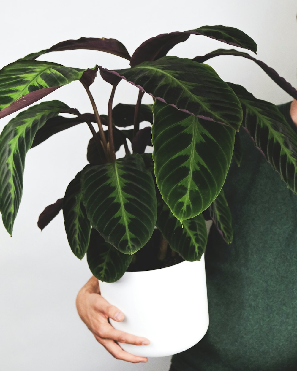 green and brown plant on brown wooden table