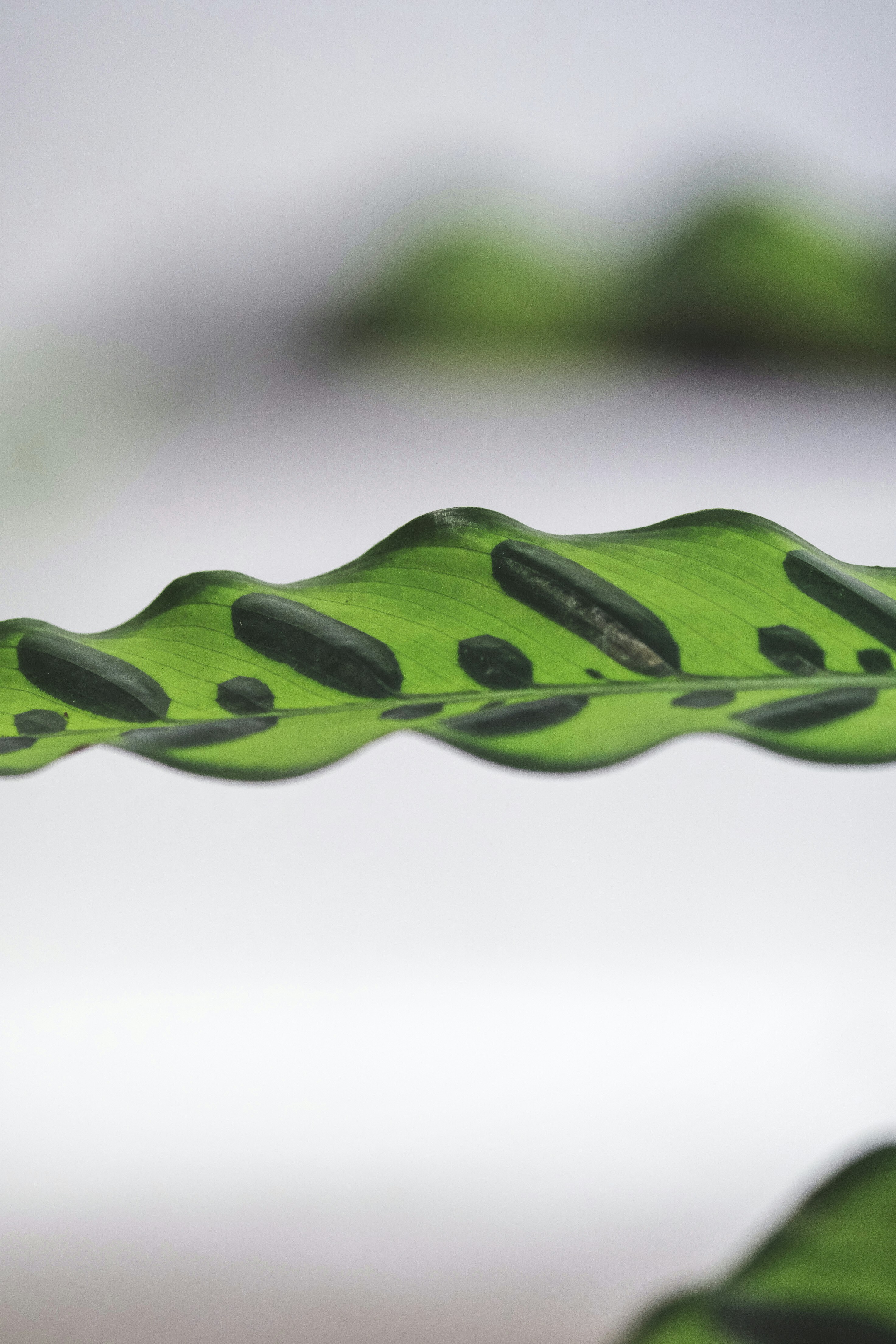 4. Aanbevolen‍ Calathea variëteiten voor een kattenveilige omgeving