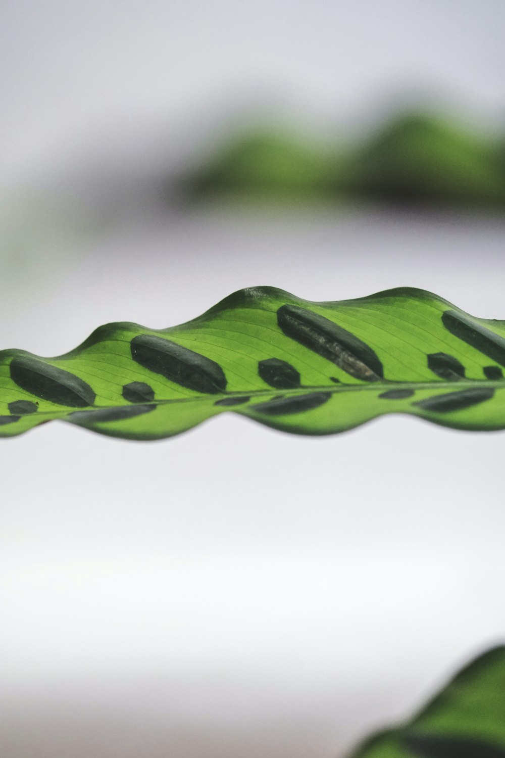 green leaf with water droplets