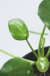 green leaf plant on black pot