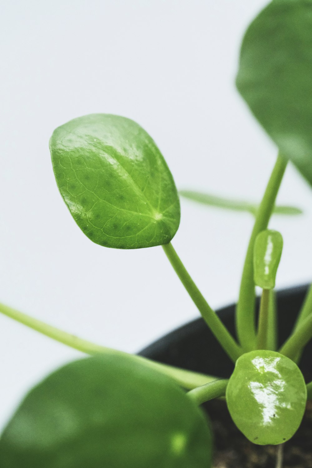 Planta de hoja verde en maceta negra