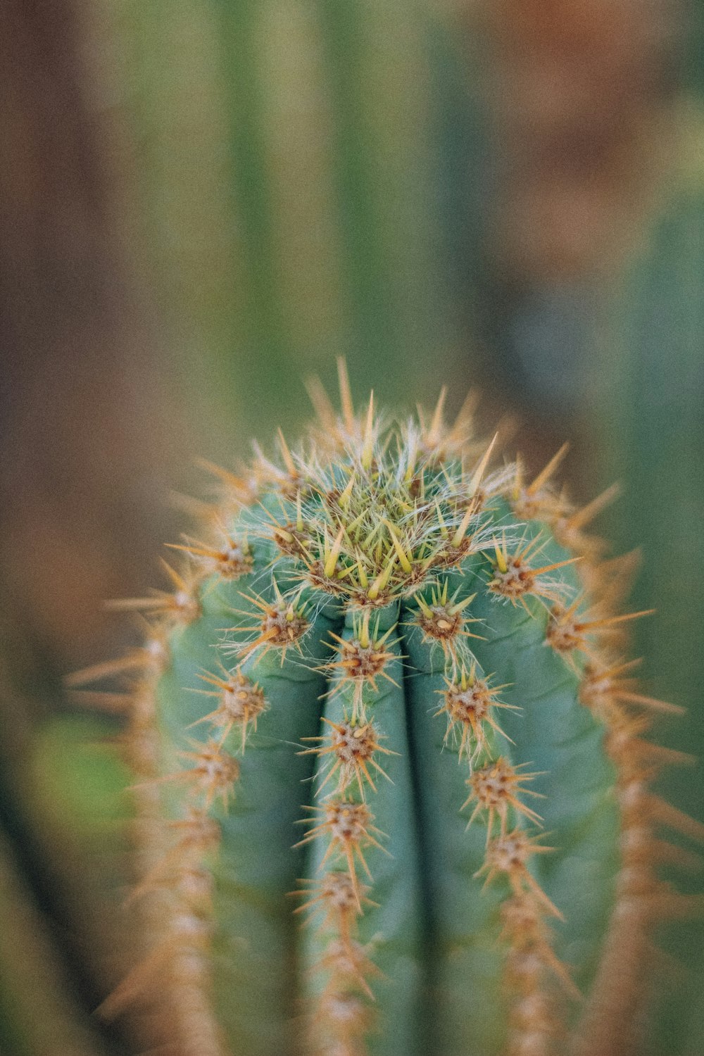 green and brown cactus plant