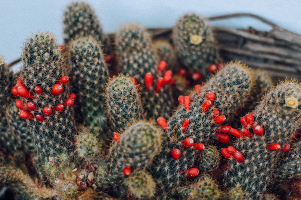 green cactus plant with red round fruits