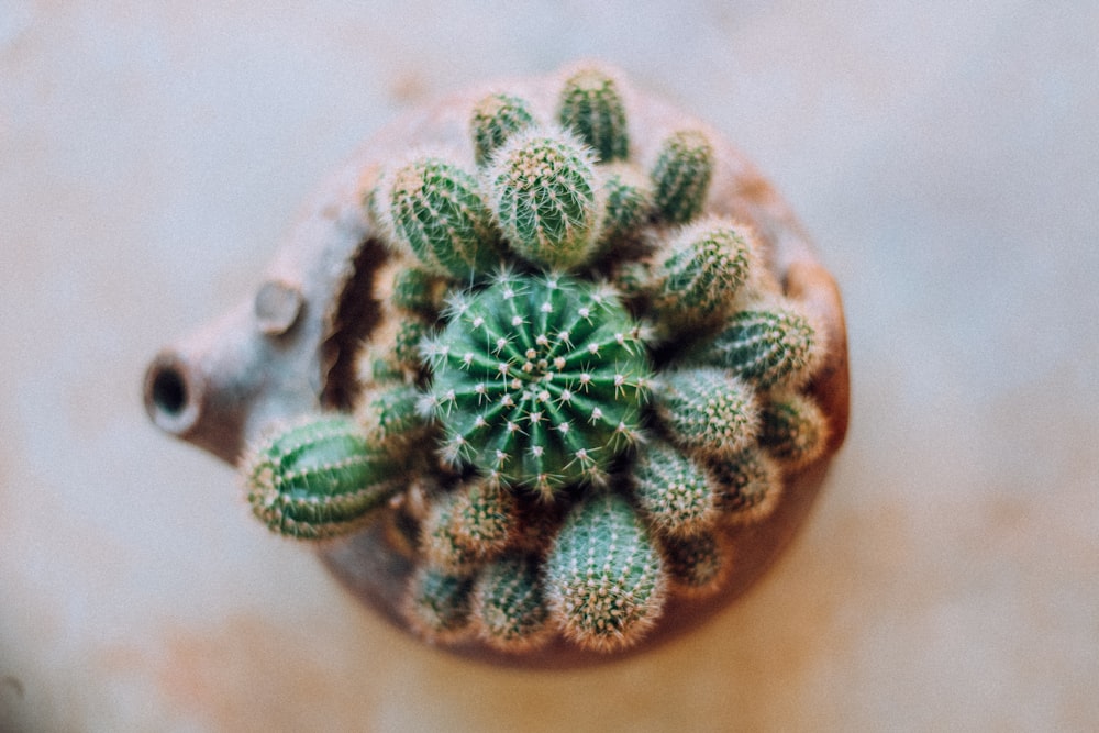 green and brown cactus plant