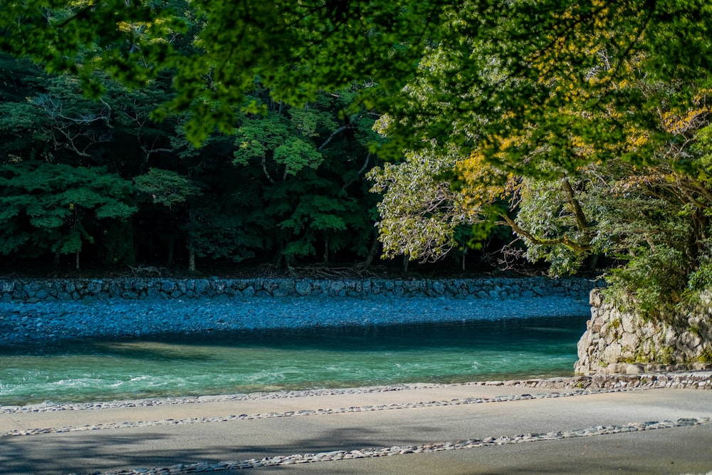 green trees beside blue body of water during daytime