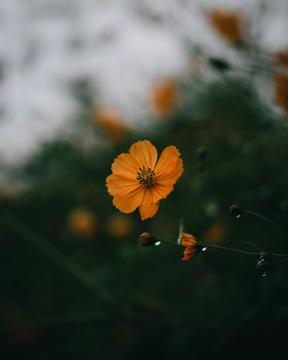 yellow flower in tilt shift lens