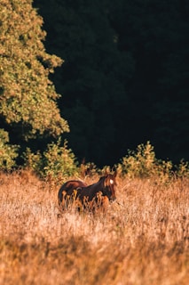 A beautiful horse grazing in a sunlit Brazilian pasture