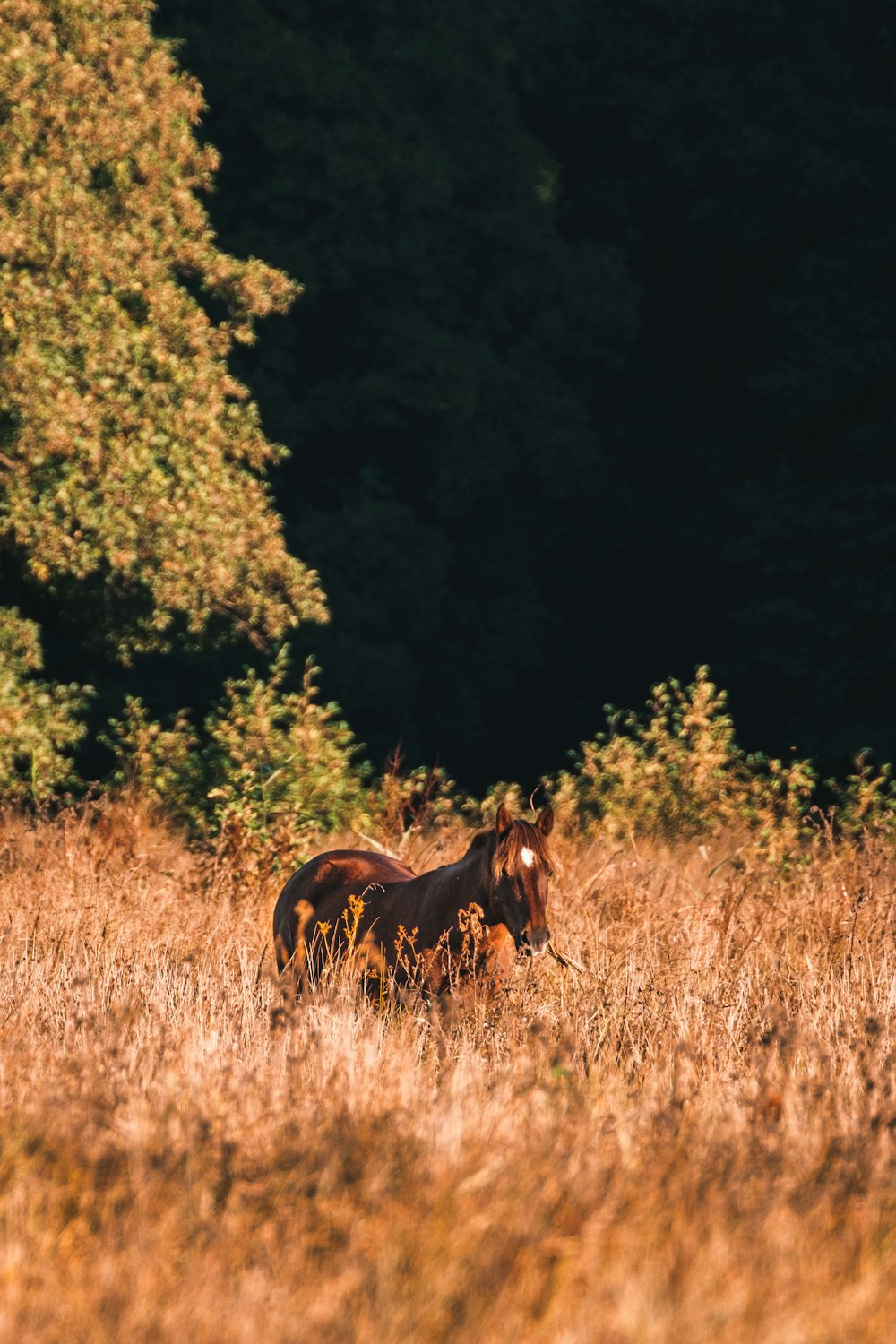 brown horse on brown grass field during daytime