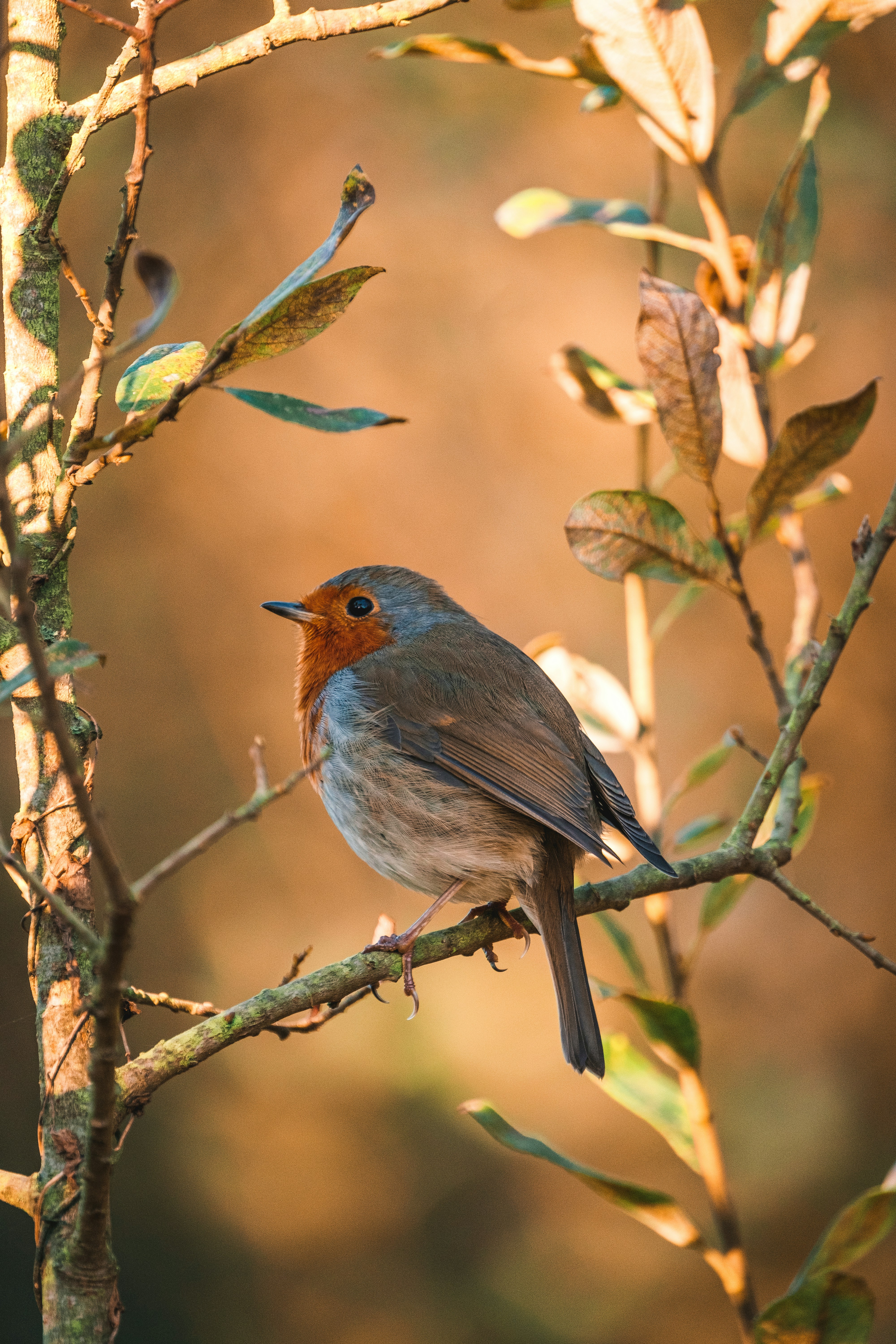 A robin perched on a tree branch. 