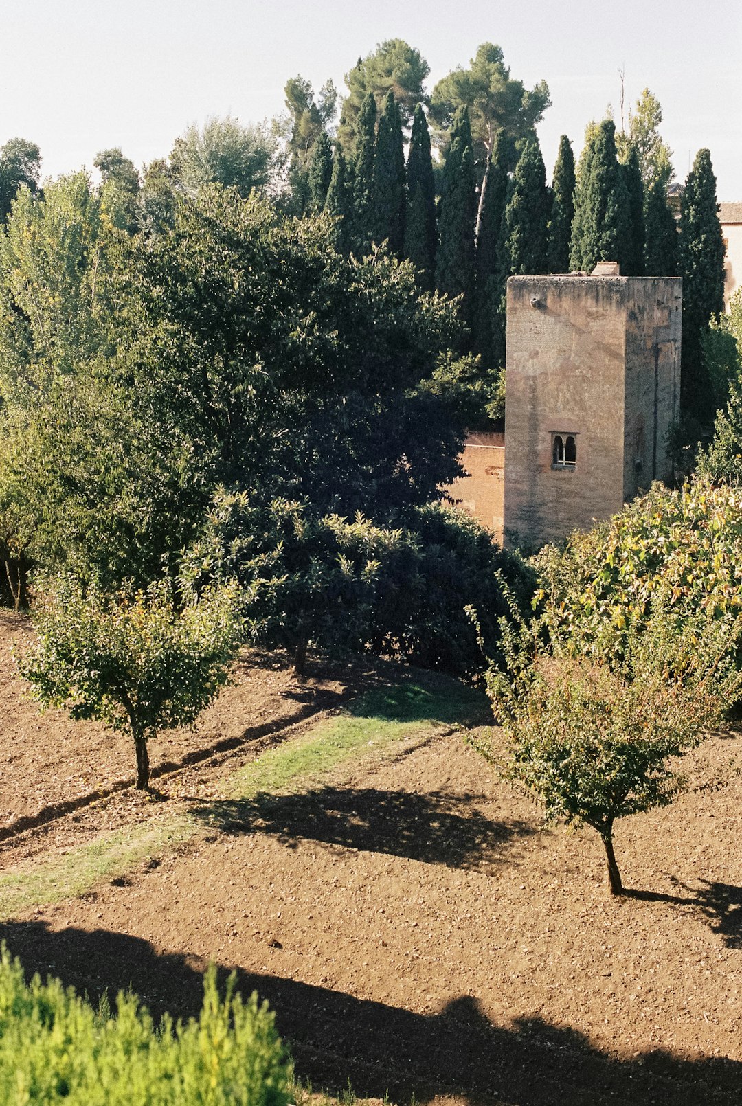 green trees near brown concrete building during daytime