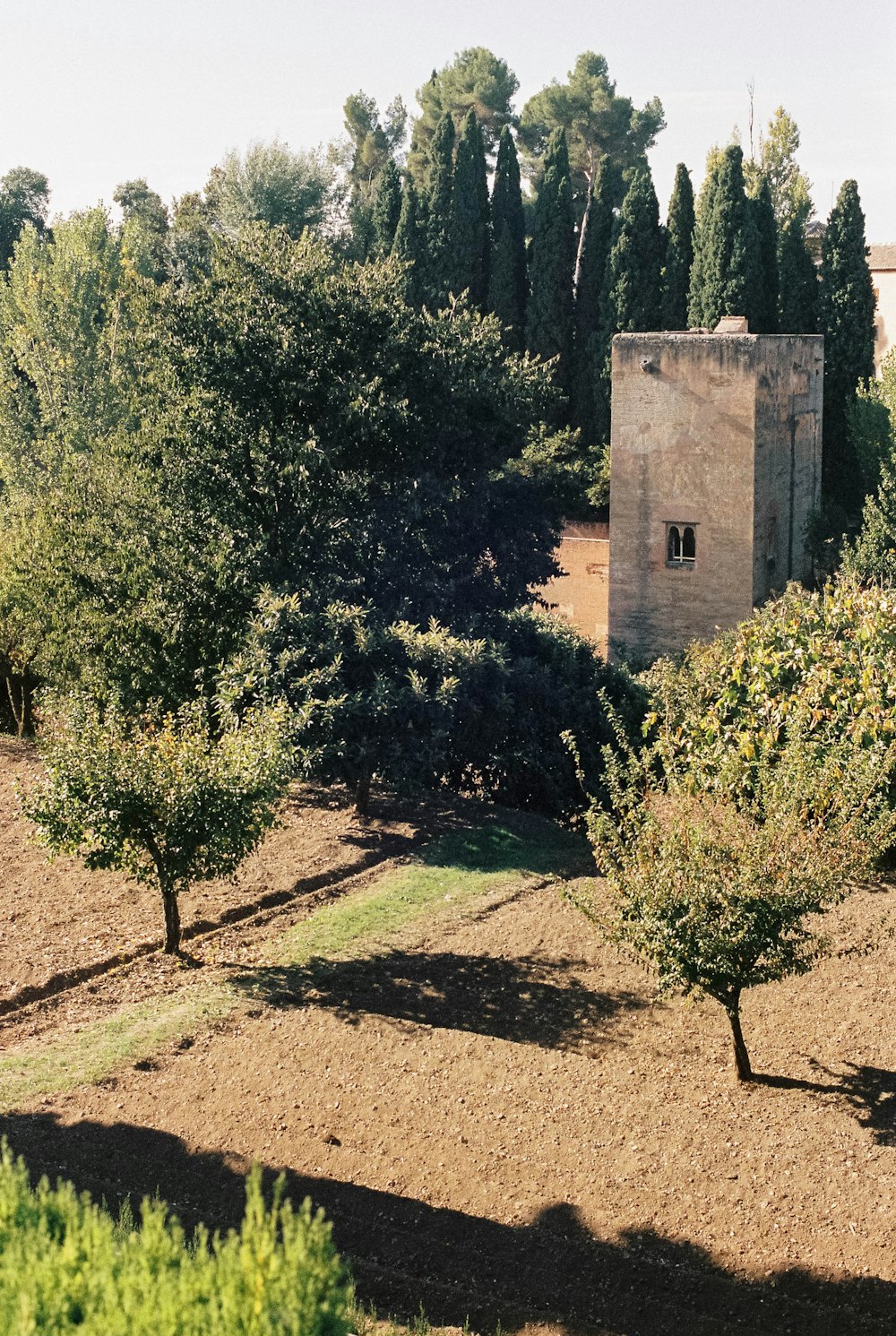 green trees near brown concrete building during daytime