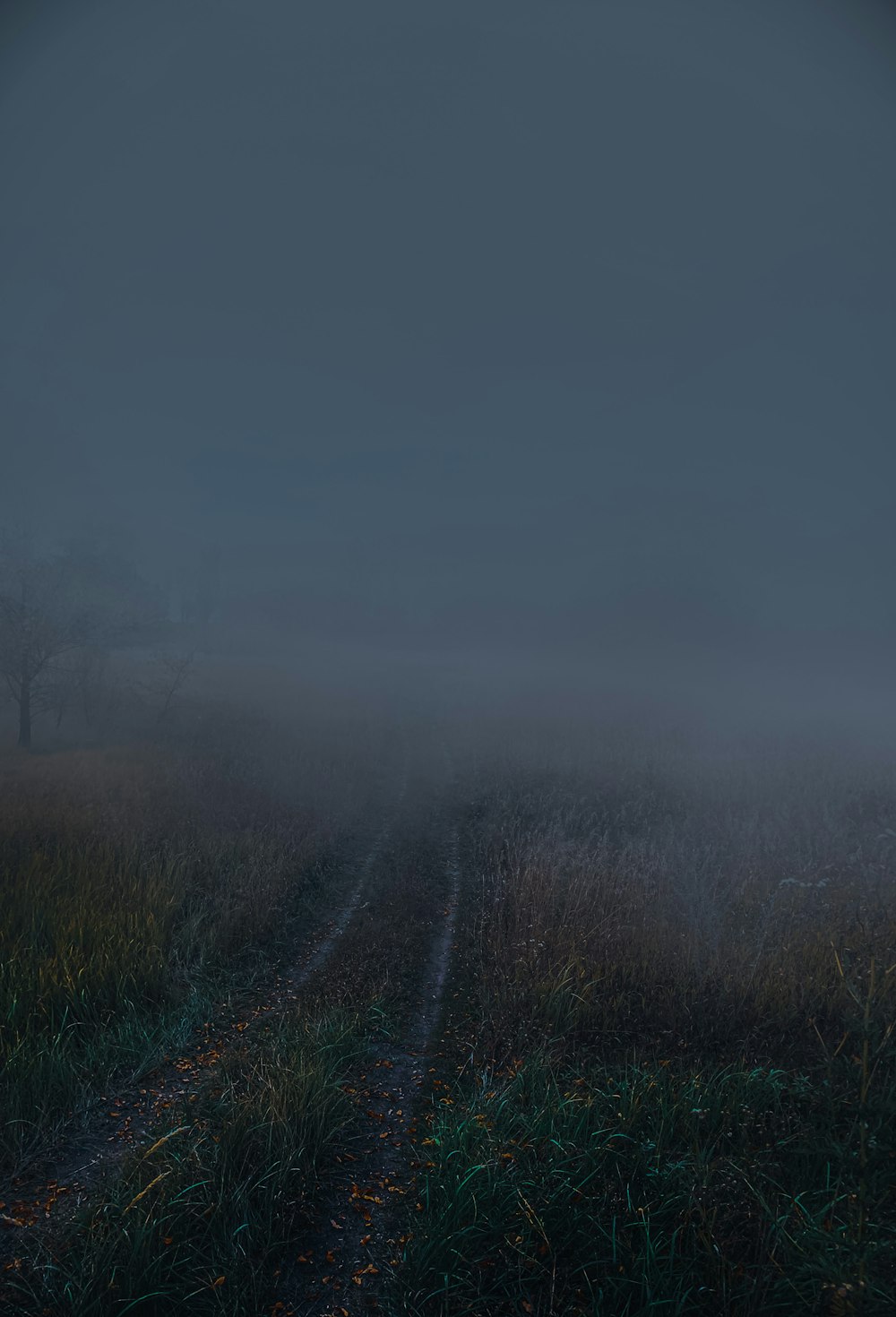 campo di erba verde coperto di nebbia