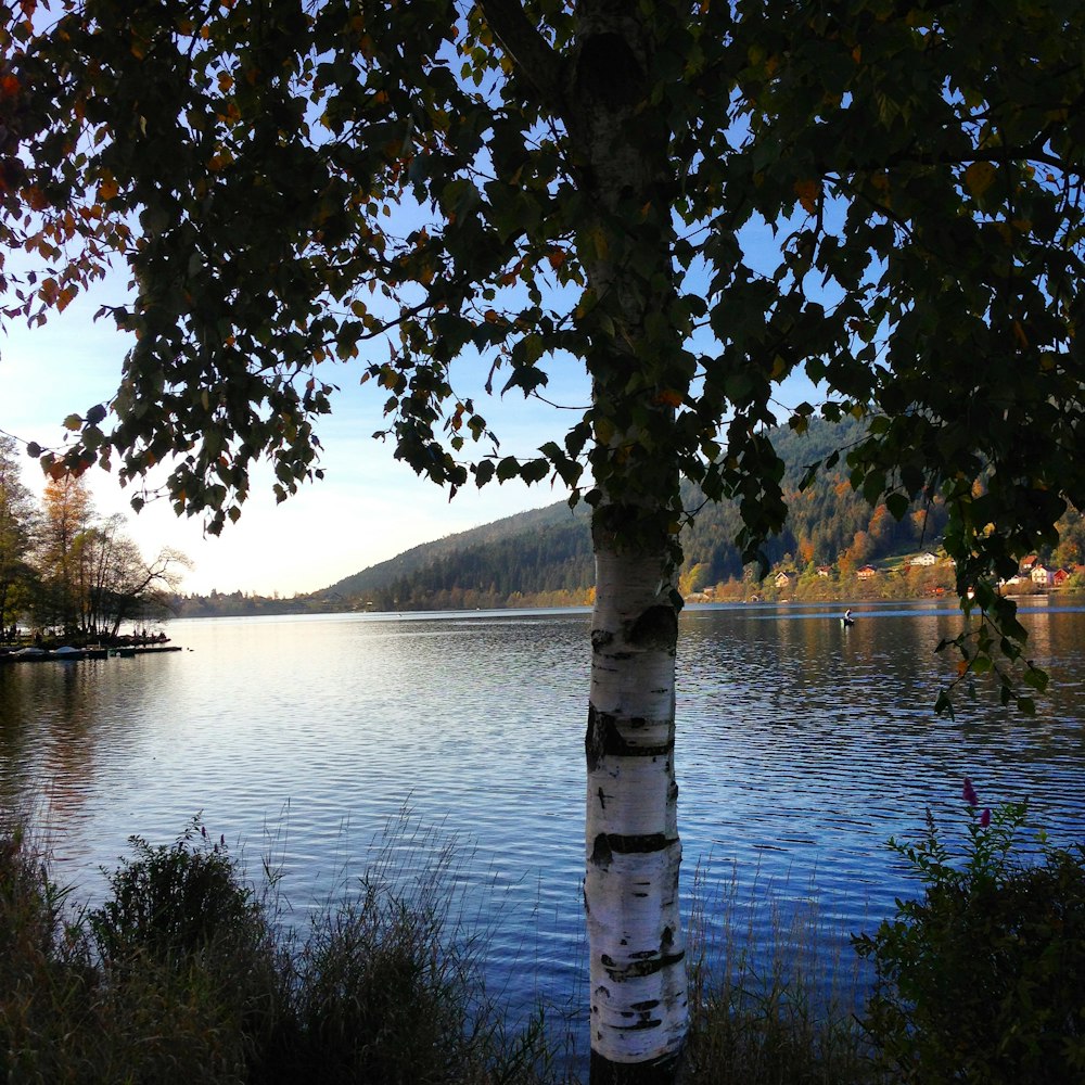 green tree near lake during daytime