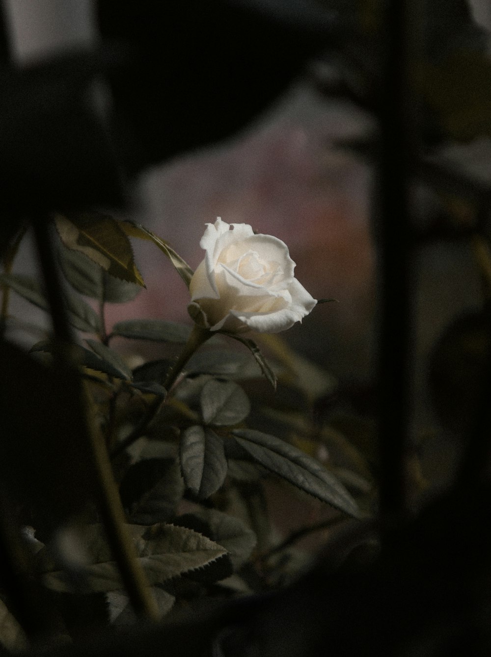 white rose in bloom during daytime