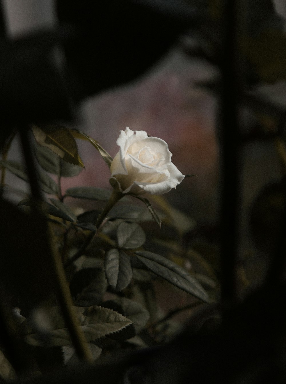Weiße Rose blüht tagsüber