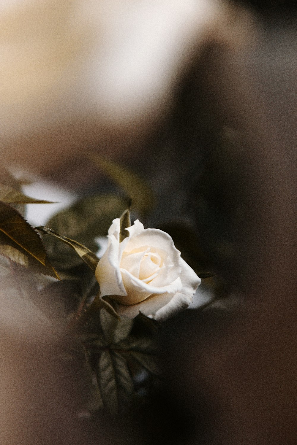 rosa bianca in primo piano fotografia