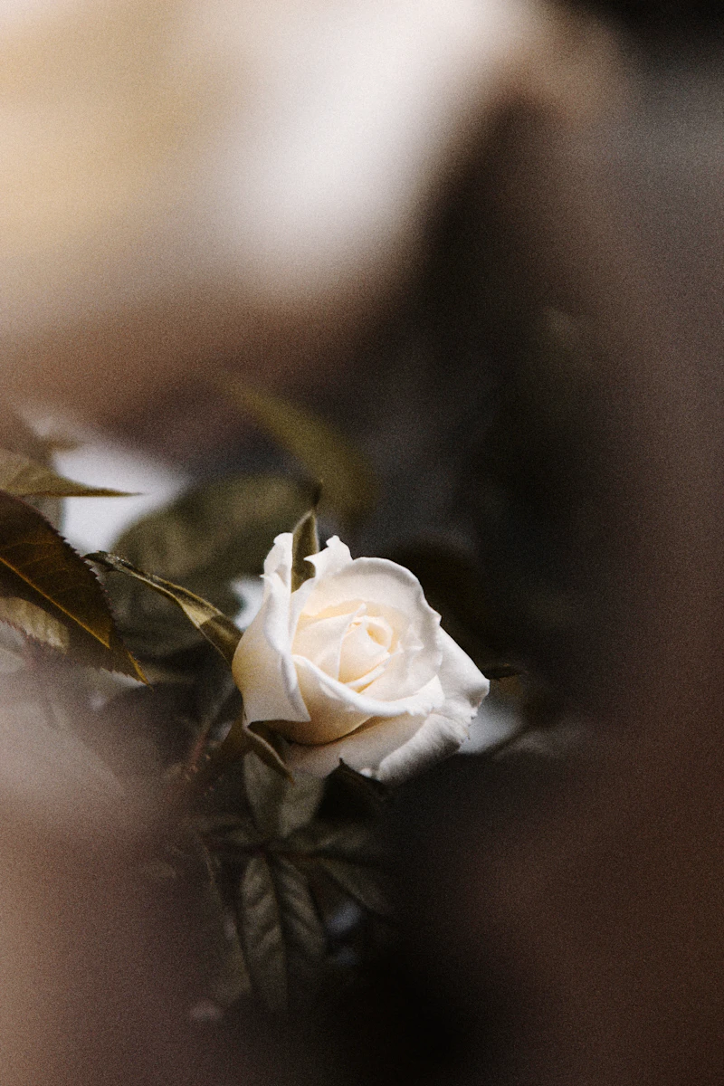 A single white rose in close-up