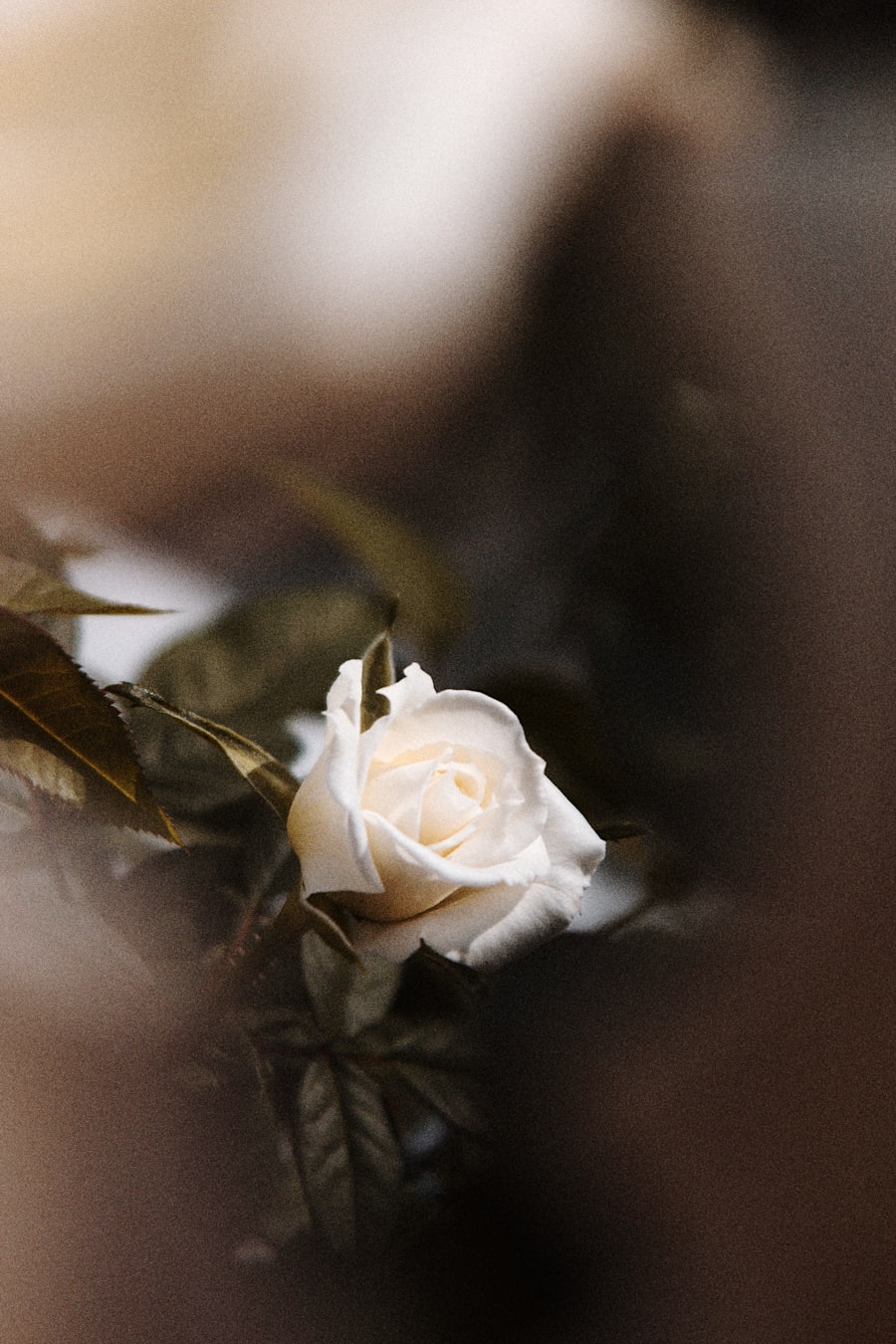 A single white rose in close-up