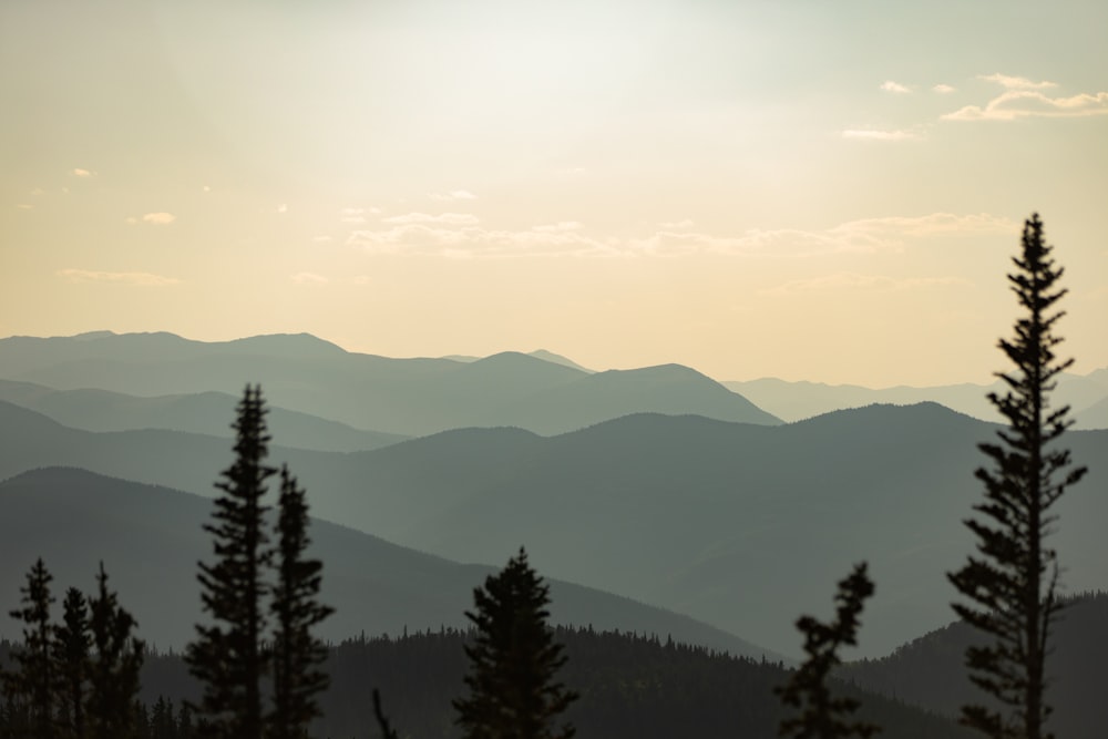 green trees near mountains during daytime