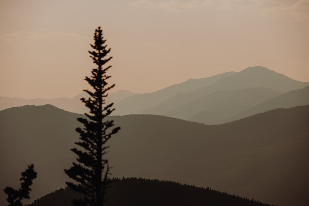 green pine tree on mountain during daytime