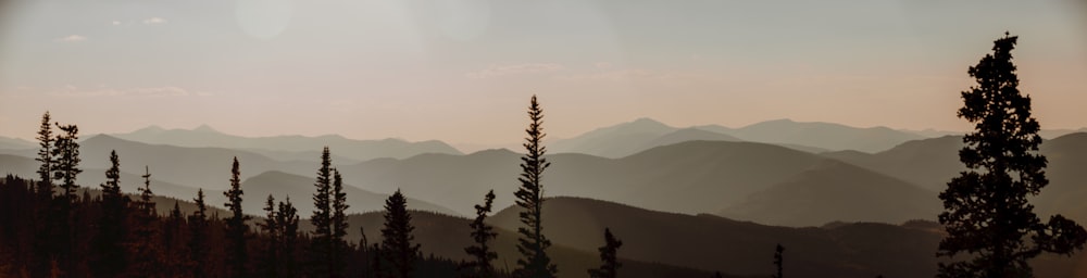 silhouette of trees on mountain during daytime