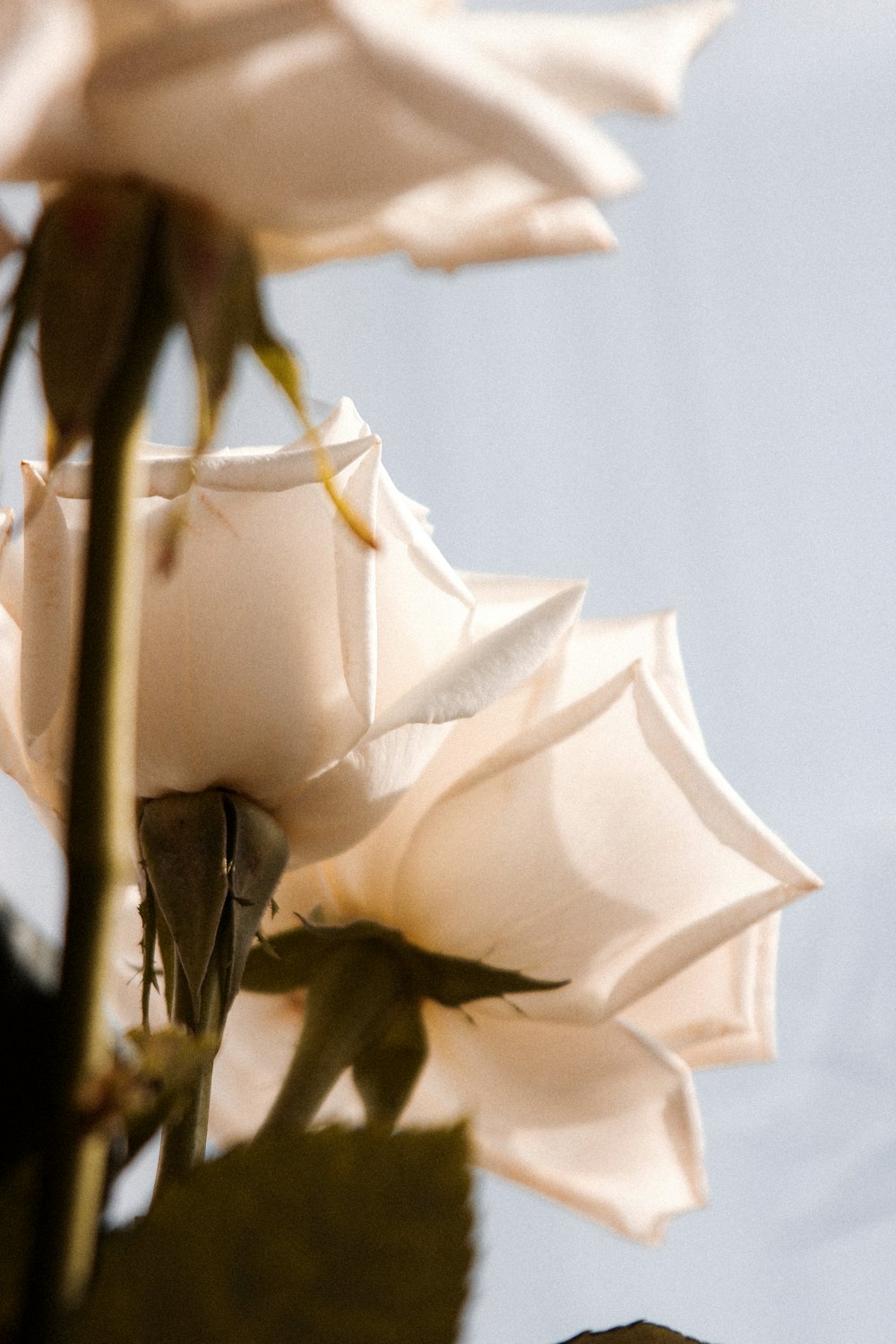 클로즈업 사진의 흰 장미