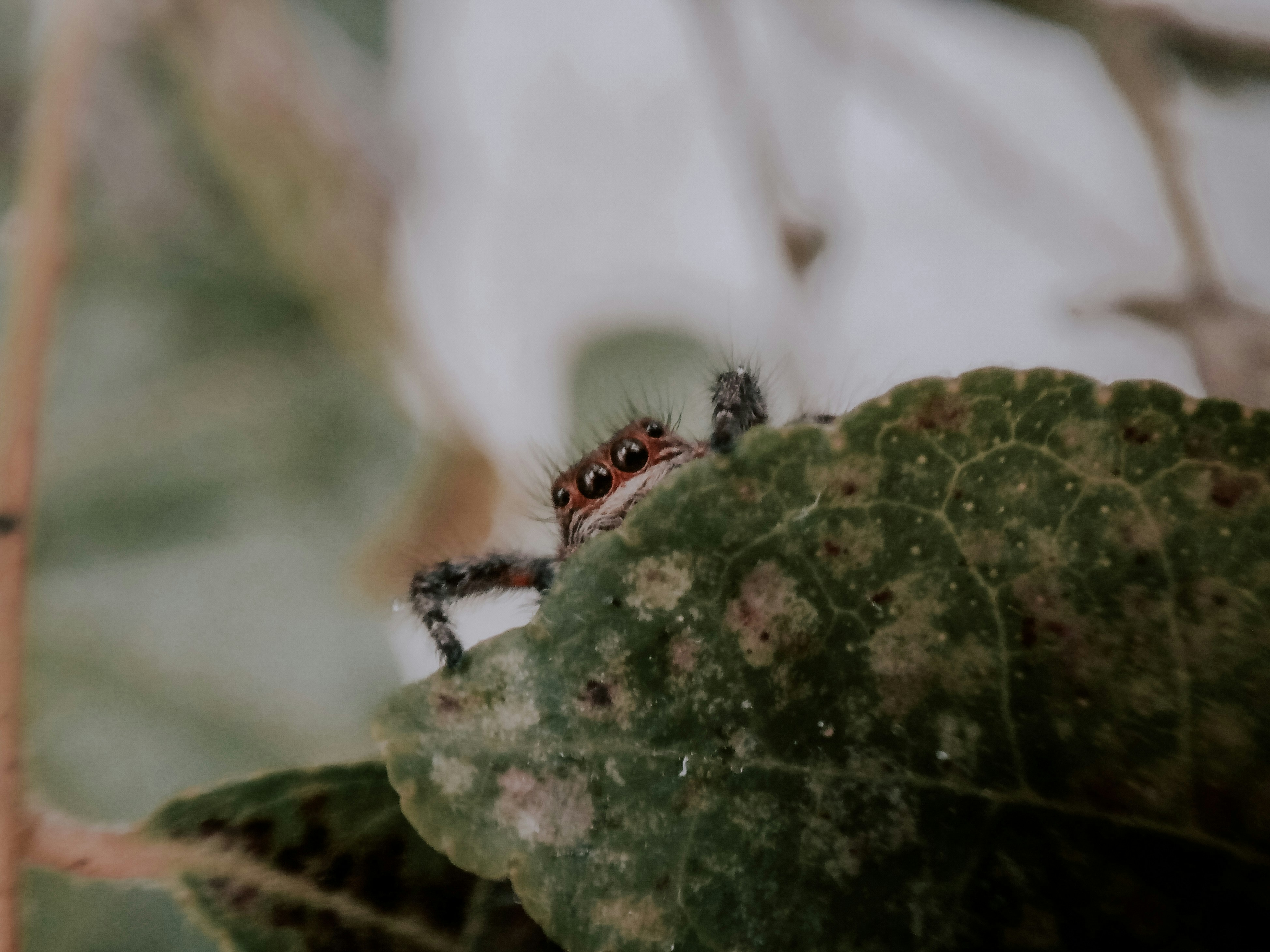 Araña marrón y negra sobre hoja verde en fotografía de primer plano durante el día