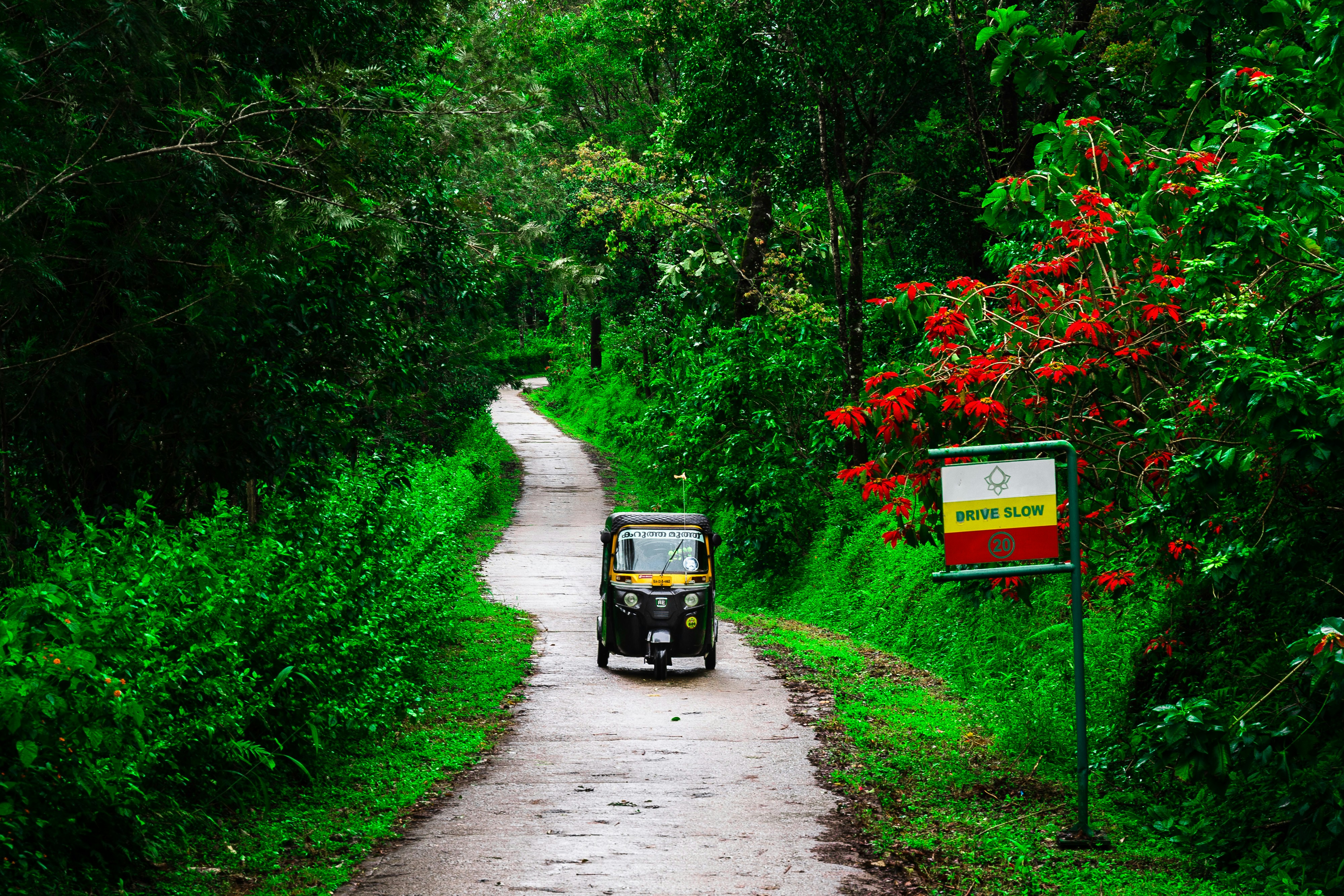 black car on road between green plants during daytime