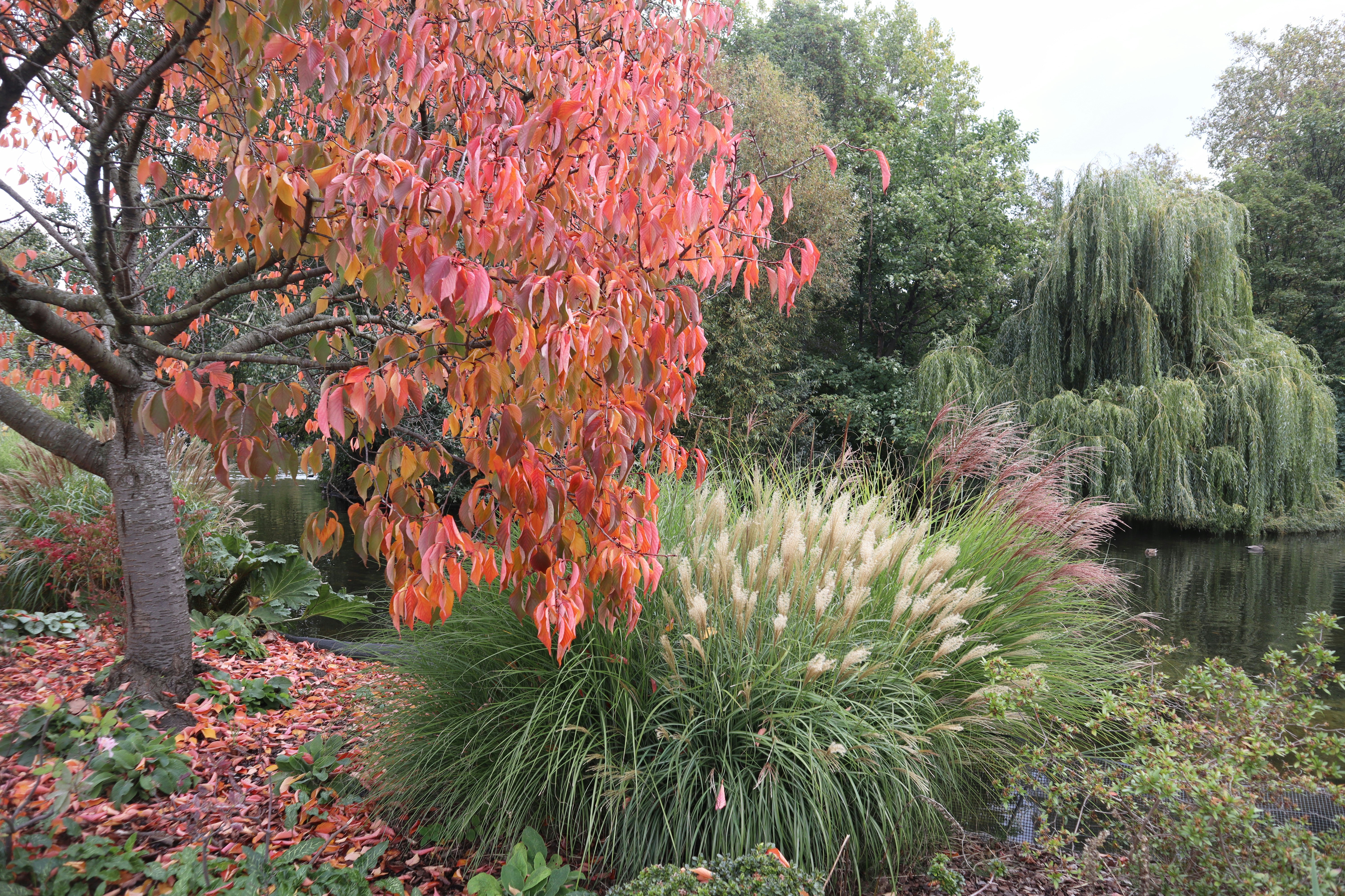 Colores otoñales en un parque de Londres