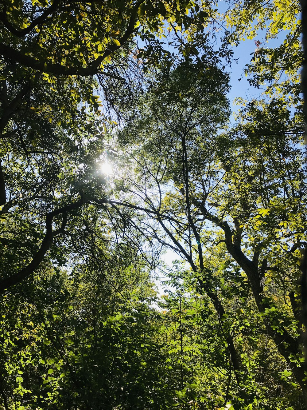 green trees under blue sky during daytime