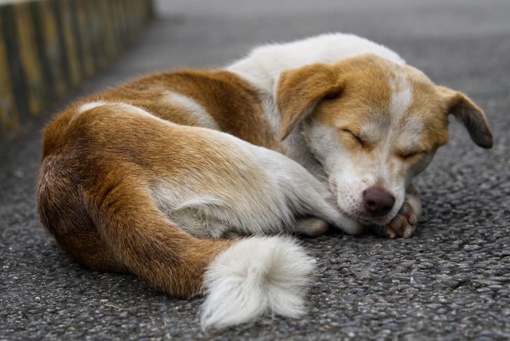 brown and white short coated dog lying on gray concrete floor during daytime