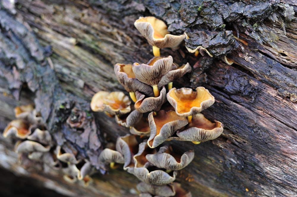 brown mushrooms on brown tree trunk