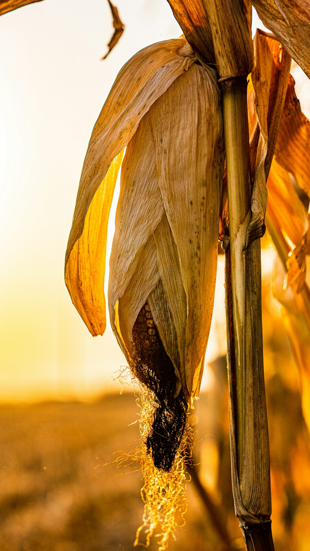 brown wheat in close up photography during daytime