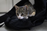 A small, curious tabby cat with striking, wide eyes is nestled comfortably in a black backpack. The cat's fur is a mix of gray, brown, and white. The setting appears to be indoors, with a soft focus on the muted background.