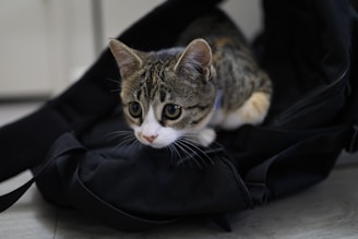 A small, curious tabby cat with striking, wide eyes is nestled comfortably in a black backpack. The cat's fur is a mix of gray, brown, and white. The setting appears to be indoors, with a soft focus on the muted background.
