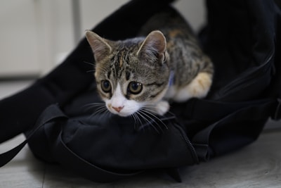 A small, curious tabby cat with striking, wide eyes is nestled comfortably in a black backpack. The cat's fur is a mix of gray, brown, and white. The setting appears to be indoors, with a soft focus on the muted background.