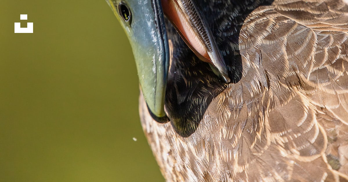 Brown and black duck head photo – Free Animal Image on Unsplash