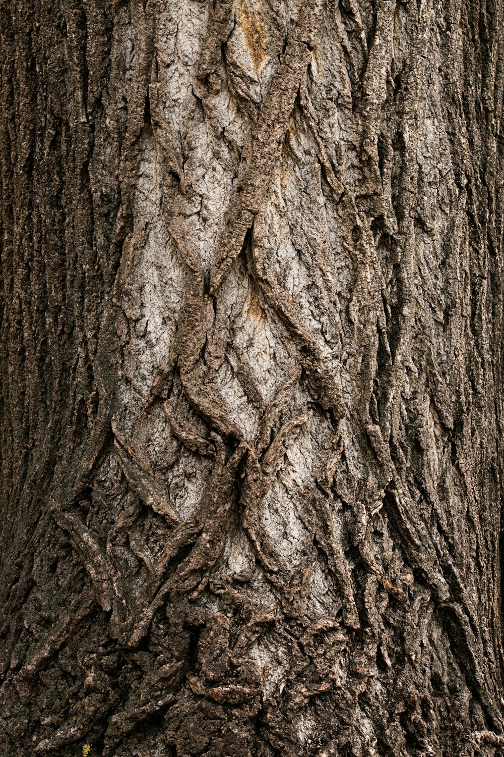 tronc d’arbre brun en gros plan