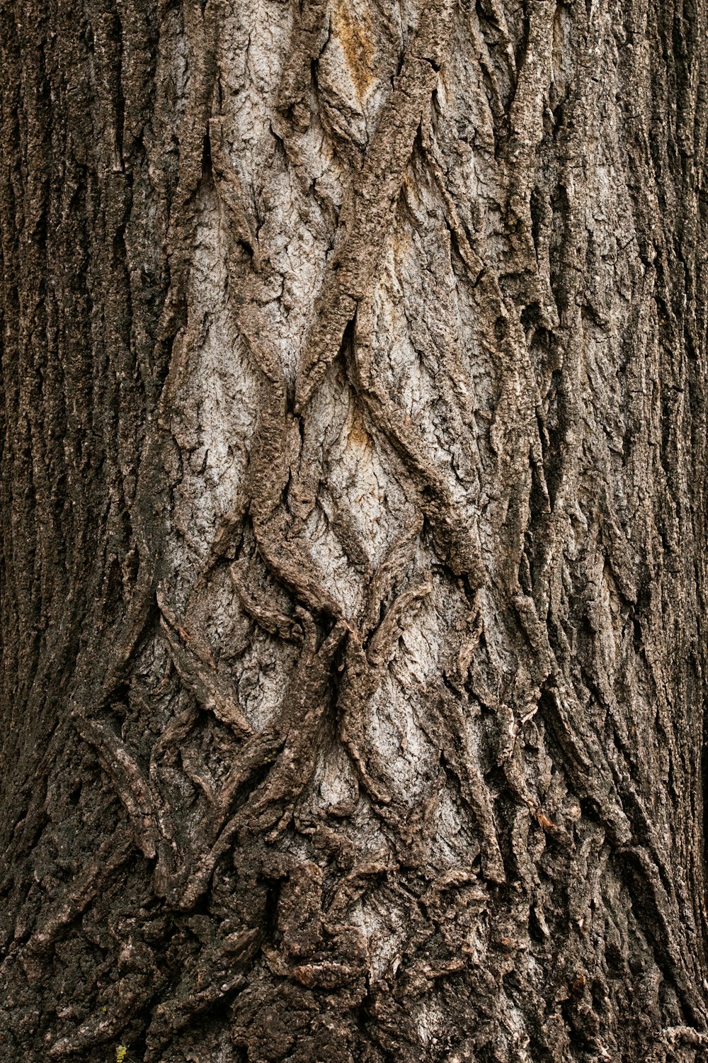 brown tree trunk in close up photography