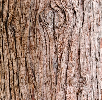 brown tree trunk in close up photography