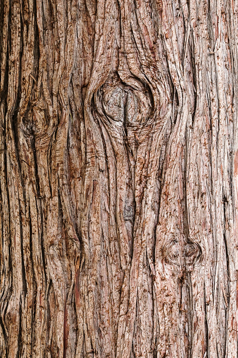 tronc d’arbre brun en gros plan