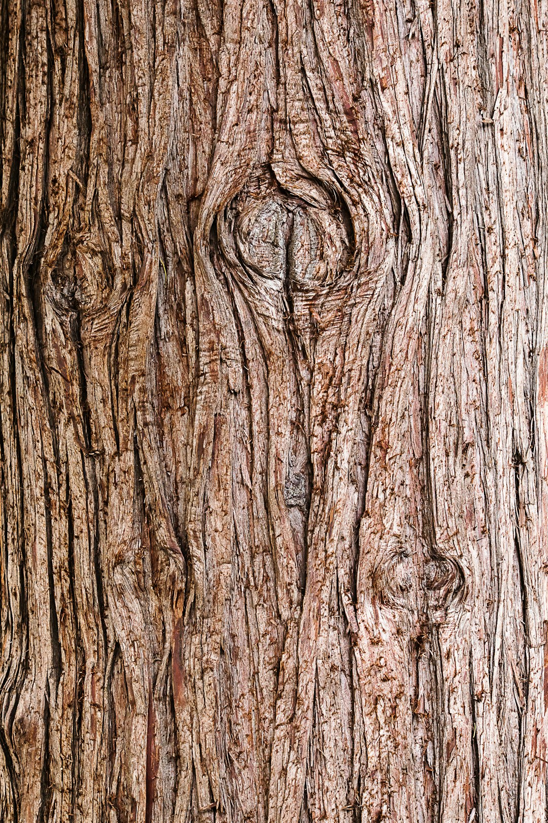 brown tree trunk in close up photography