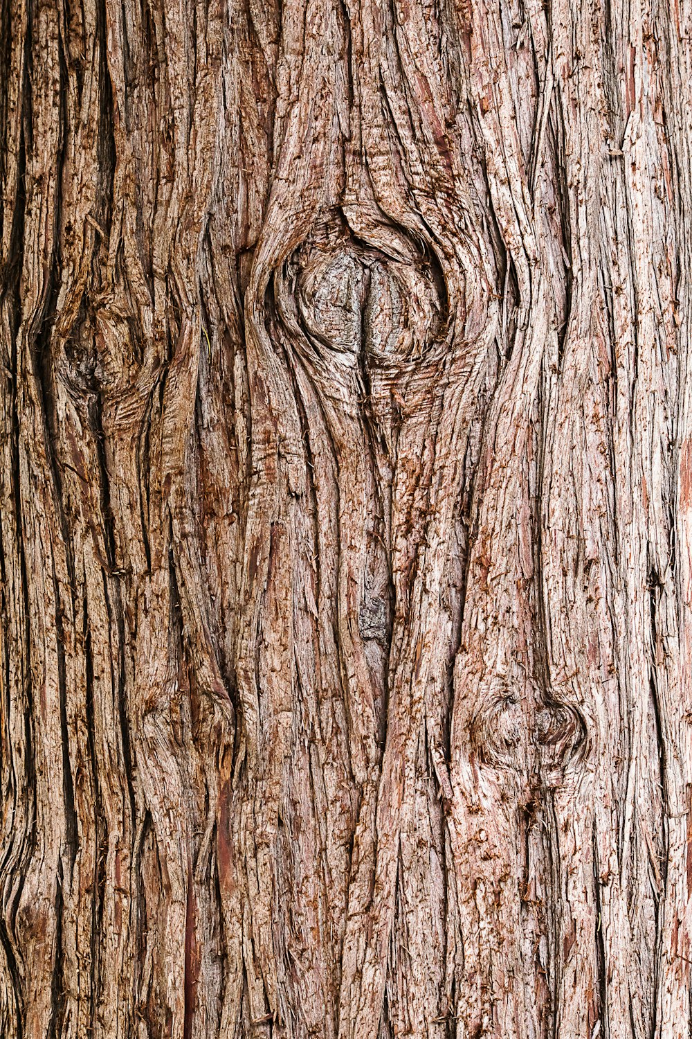 tronco d'albero marrone in fotografia ravvicinata