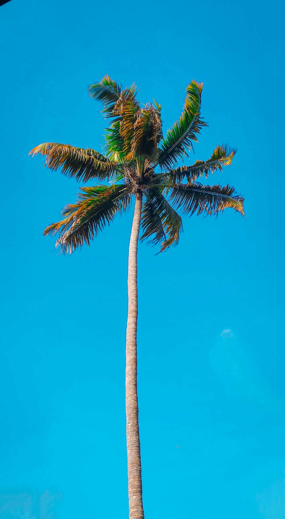 Palmera verde bajo cielo azul durante el día